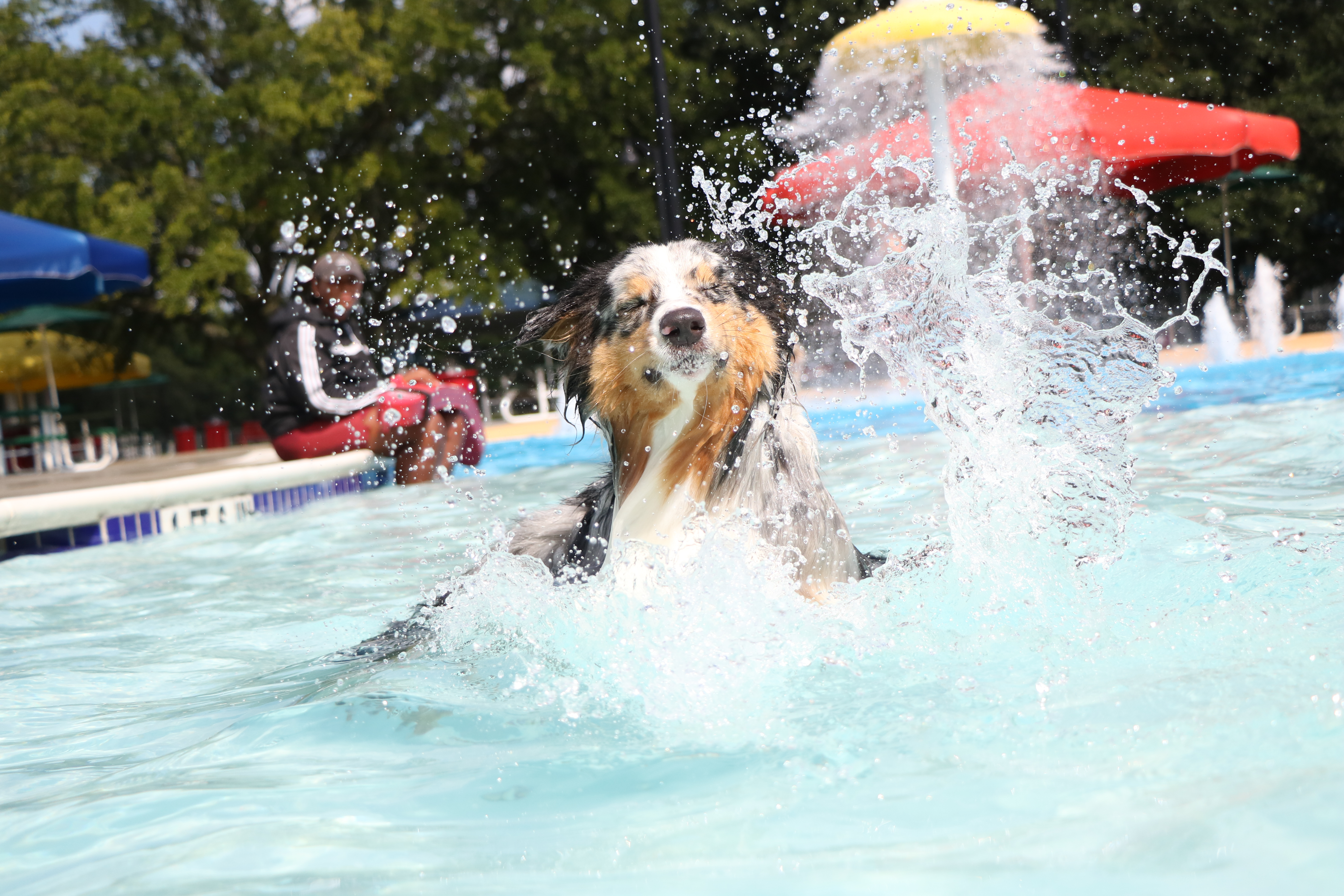 End of Summer Dog Pool Pawty